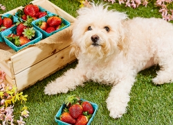 Benefits of Fiber in Your Dog’s Diet