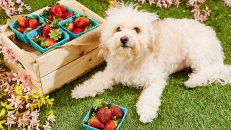Benefits of Fiber in Your Dog’s Diet